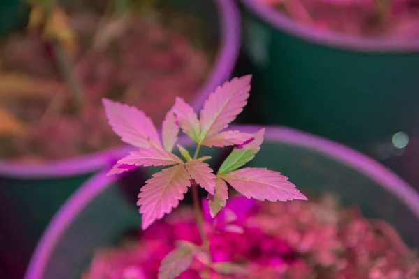 Selective Focus Shot Indoors Growing Cannabis — Stockfoto