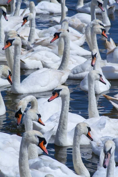 Ένα Σμήνος Μουγγών Κύκνων Στο Abbotsbury Swannery Στο — Φωτογραφία Αρχείου