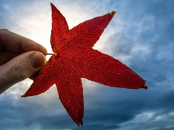 Selective Focus Shot Man Hand Holding Red Leaf — Photo