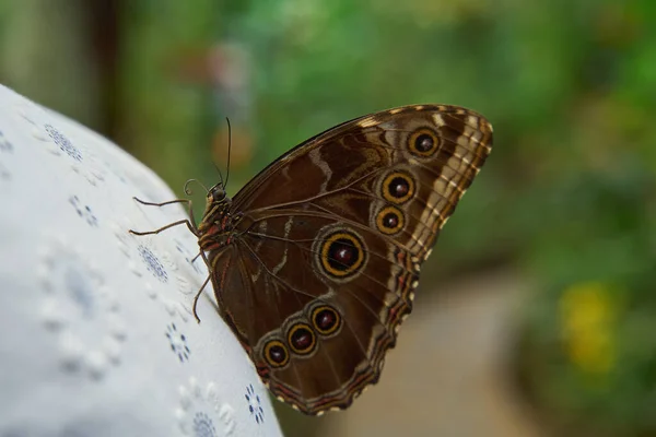 Peleides Brown Morpho Butterfly Garden — Stockfoto