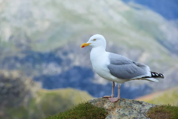 Closeup European Herring Gull Perched Rock Snowdonia Wales — 스톡 사진