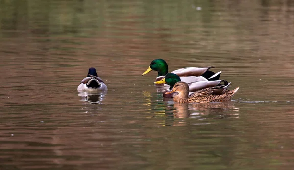 Detailní Záběr Divokého Ptáka Jezeře — Stock fotografie