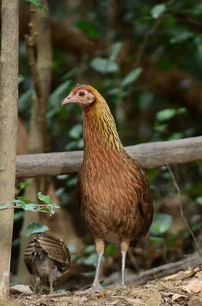 Wild Jungle Fowl Thailand — Zdjęcie stockowe