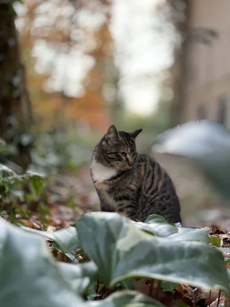 Eine Auswahl Einer Süßen Katze Einem Park — Stockfoto