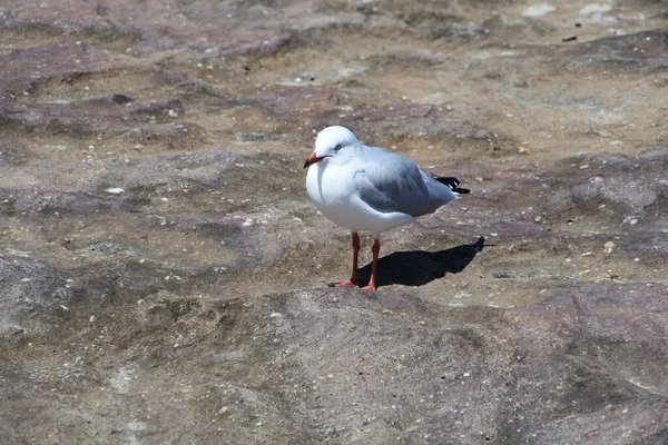 Closeup Shot Silver Gull Standing Coastal Area — Foto de Stock