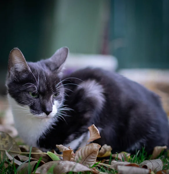 Selective Focus Shot Cat Sitting Ground Autumn Leaves — Φωτογραφία Αρχείου