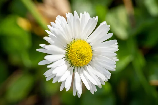 Closeup White Yellow Chamomile Blurred Background — 스톡 사진