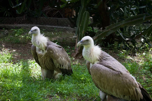 Beautiful Shot Two Griffon Vultures Cage Zoo —  Fotos de Stock