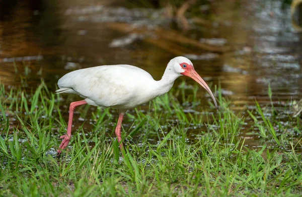 American White Ibis Bird Grass Swamp — Photo