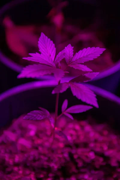 Closeup Shot Young Cannabis Plant Growing Indoors — ストック写真