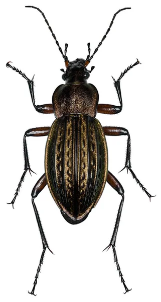 Ground Beetle Species Carabus Cancellatus Trivial Name Granulated Carabid — стоковое фото