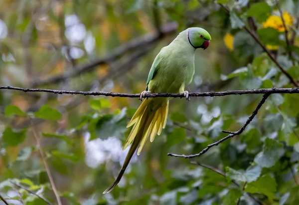 Shallow Focus Green Newton Parakeet Parrot — Stock Photo, Image