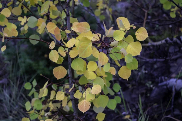 Eine Nahaufnahme Von Einigen Blättern Einem Wald Während Des Tages — Stockfoto