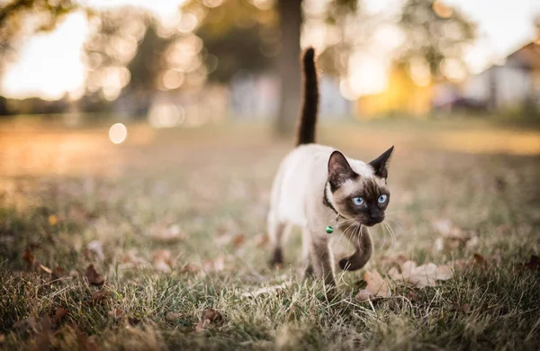 Pisică Siameză Mergând Fundalul Naturii Bokeh — Fotografie, imagine de stoc