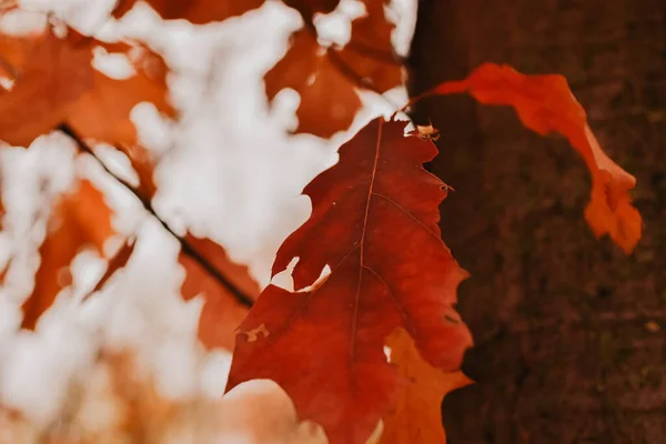 Selective Focus Shot Forest Tree Branch Autumn Yellow Orange Leaves — 스톡 사진