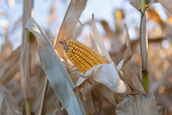 Ear Ripe Yellow Corn Ready Harvest Field — Stok fotoğraf