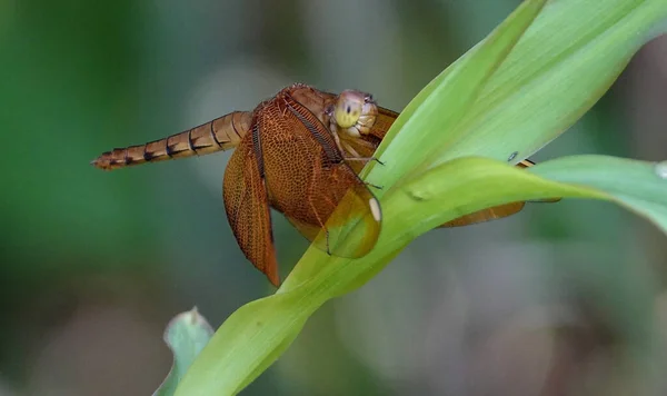 Close Shot Orange Dragonfly — Stock Photo, Image