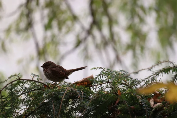 Shallow Focus Shot Little Bird Pine Tree — Foto de Stock