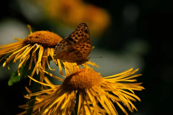 Selective Focus Shot Beautiful Butterfly Yellow Inula Flower — Stock Photo, Image