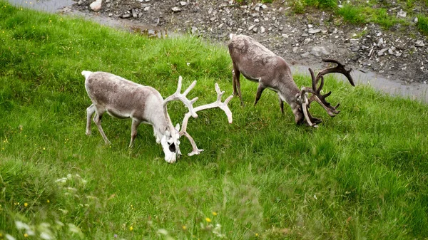 Reindeer Grazing Eating Grass North Norway — Zdjęcie stockowe