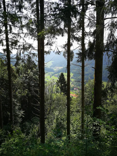 Vertikal Bild Högt Växande Träd Skogen — Stockfoto