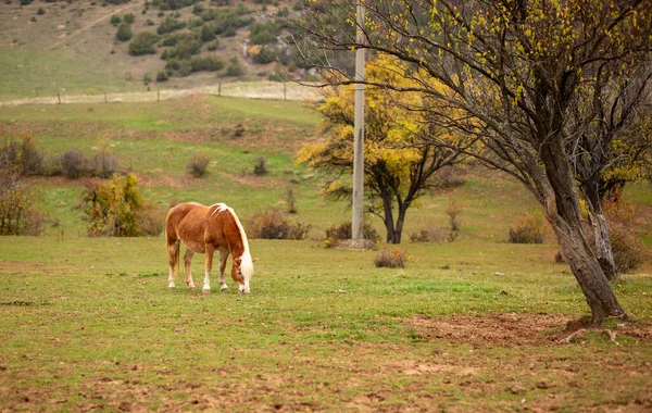 Abeautiful Shot Horse Pasturing Farm — Photo