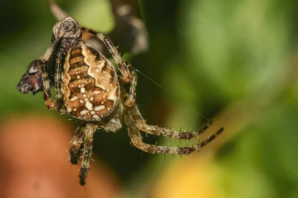 Closeup Shot Spider Garden — Photo