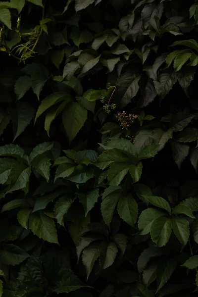 Background Green Leaves Maiden Grape Creeper — Stockfoto