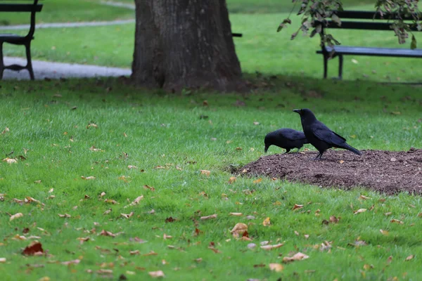 Pair Pitch Black Ravens Picking Ground Sunny Park Fallen Leaves — Zdjęcie stockowe