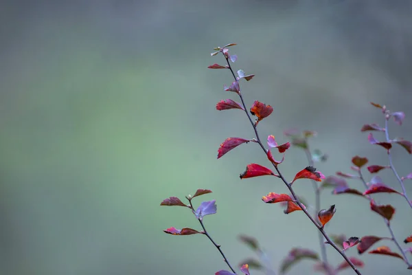 Close Shot Red Leaves Tree Branches Blurred Background — 스톡 사진