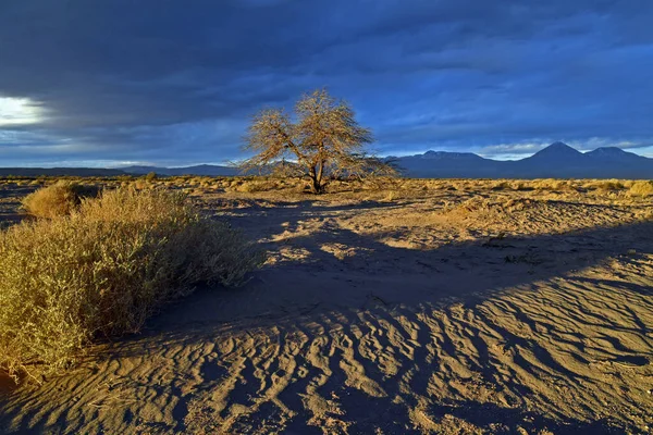 Ένα Γραφικό Τοπίο Σπάνια Βλάστηση Στην Έρημο Atacama Στη Βόρεια — Φωτογραφία Αρχείου