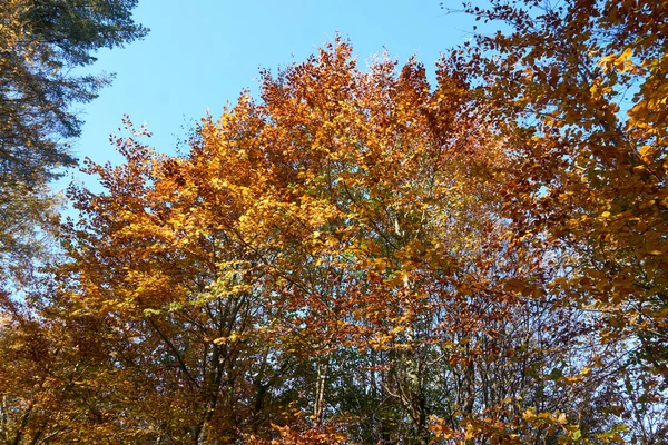 Uma Bela Vista Das Árvores Outono Campo — Fotografia de Stock