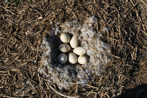 Top View Rheas Eggs — Stockfoto