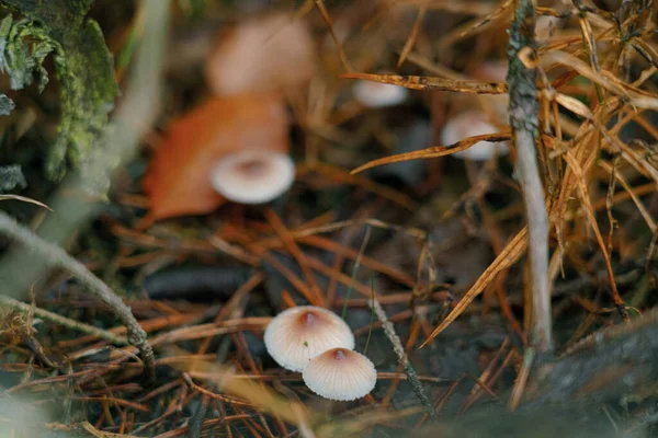 Eine Selektive Fokusaufnahme Eines Blutbeinigen Pilzes Einem Park — Stockfoto