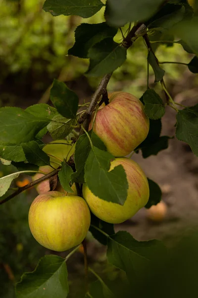 Fresh Green Apples Growing Tree Garden — Stock Fotó