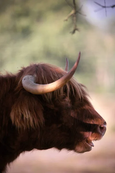 Selectivo Una Vaca Escocesa Las Tierras Altas —  Fotos de Stock