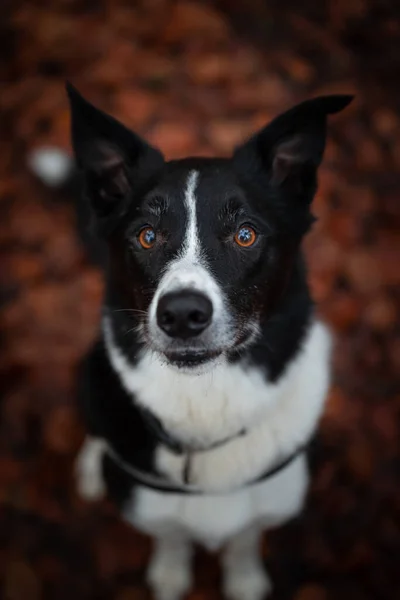 Una Toma Vertical Collie Borde Blanco Negro Aire Libre — Foto de Stock