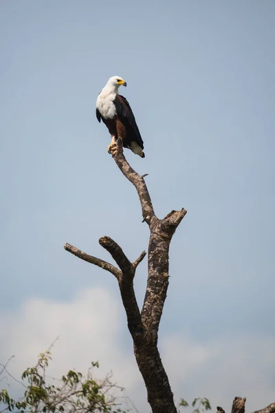 Vertical Shot African Fish Eagle Sitting Bare Tree Trunk Blue — Stock fotografie