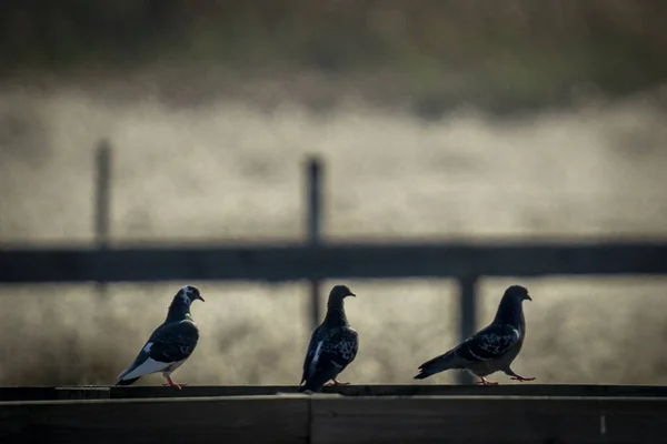 Scenic View Doves Perched Wooden Surface Blurred Background — 스톡 사진