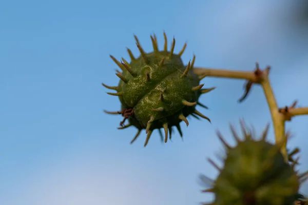 Closeup Shot Green Buckeye — Stock Photo, Image