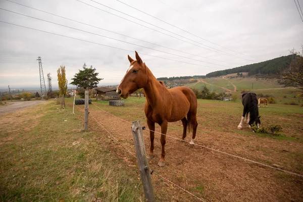 Beautiful Shot Horses Pasturing Farm —  Fotos de Stock