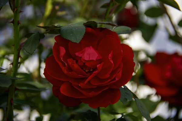 Closeup Shot Red Roses Forest Day — Stock Photo, Image