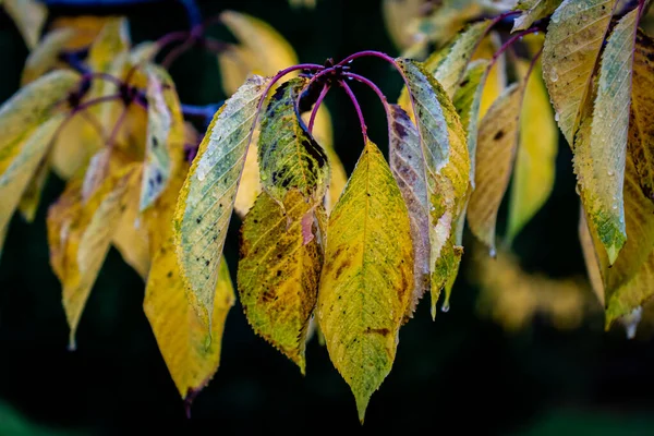 庭の木の色鮮やかな紅葉 — ストック写真