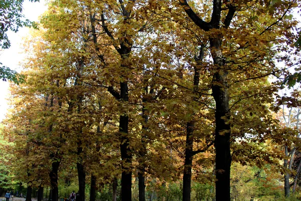 Shot Beautiful Autumn Colors Herastrau Gardens Bucharest Romania — стоковое фото