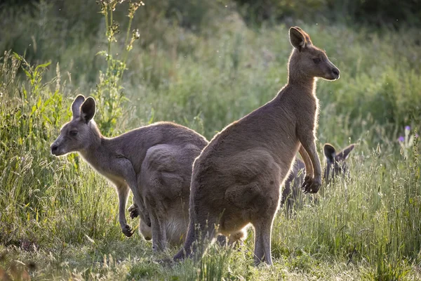 Selective Focus Shot Eastern Grey Kangaroos Long Grass Sunset Melbourne — Stockfoto