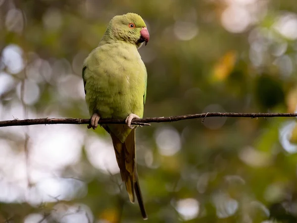 Shallow Focus Green Newton Parakeet Parrot — Stok fotoğraf