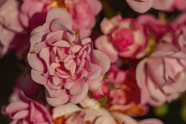 Closeup Beautiful Pink Peony Flowers Perfect Background — Stockfoto
