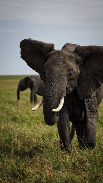 Beautiful Shot Huge Grey Elephant — Stock Photo, Image