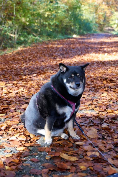 Ein Schöner Blick Auf Einen Niedlichen Shiba Inu Auf Dem — Stockfoto