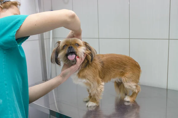 Ruce Čeledína Česajícího Roztomilého Hnědého Pekingského Psa Upraveném Salónu — Stock fotografie